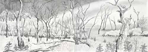 Braeside Wetlands Victoria, Australia