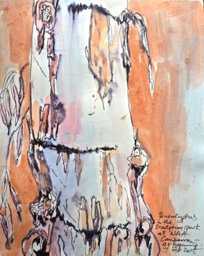 Eucalyptus in Sculpture Park NGA Canberra ACT Australia