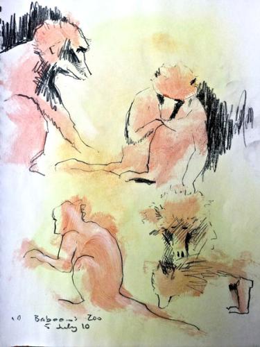 Baboons Melbourne Zoo Australia